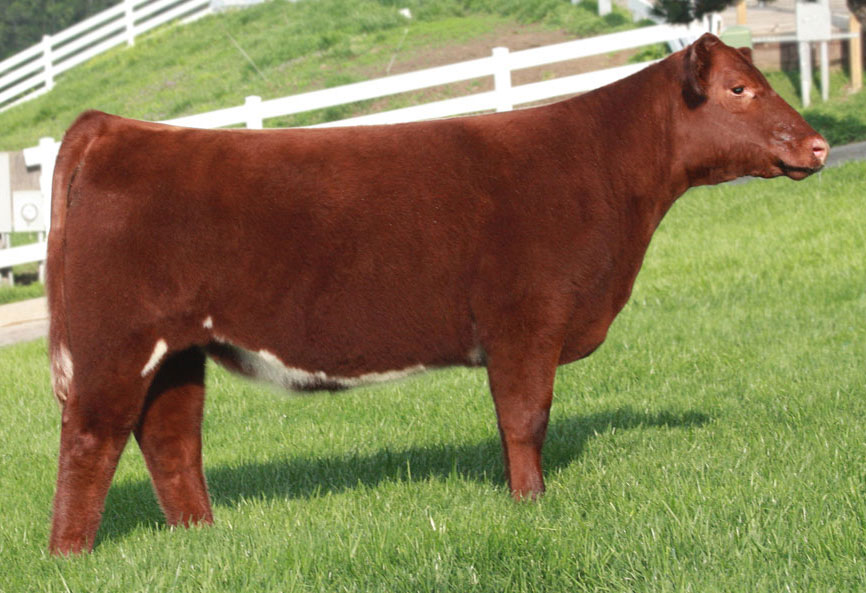 HD Bllodstone X WF Evergreen Gwen